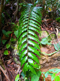 High angle view of fern leaves on field