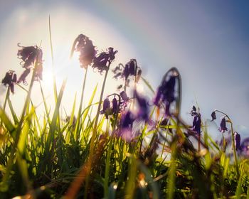 Close-up of flowering plants on field against sky