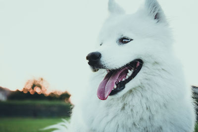 Close-up of a dog looking away