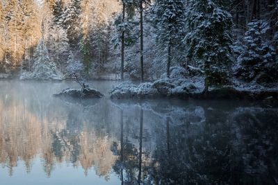 Reflection of trees on lake in forest