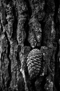 Close-up of tree trunk