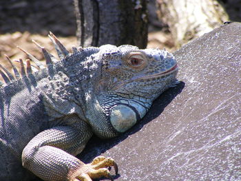 Close-up of lizard