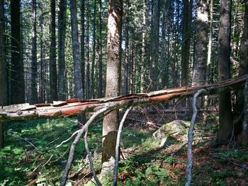 Trees in forest