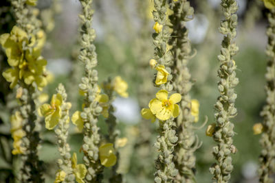 Close-up of yellow flowers