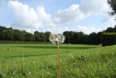 Close-up of flower growing in field