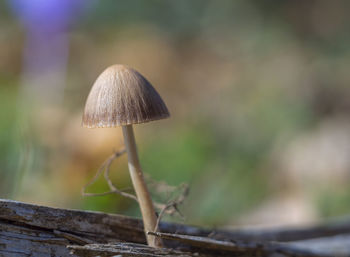 Close-up of mushroom growing on land