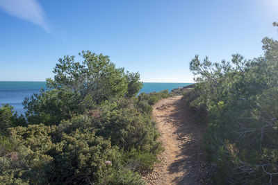 Trees on beach against blue sky