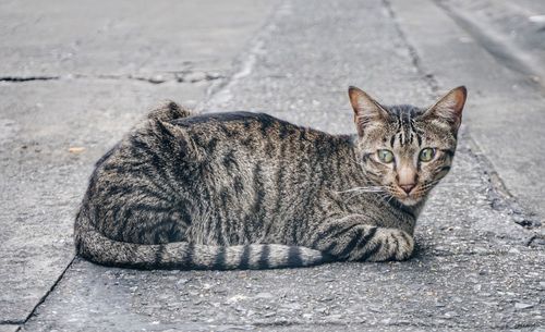 Close-up portrait of cat lying on street