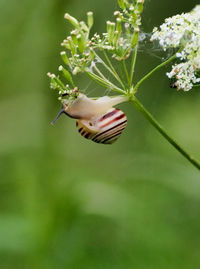 Close-up of a flower