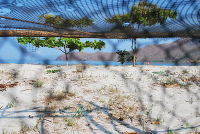 View of plants and trees