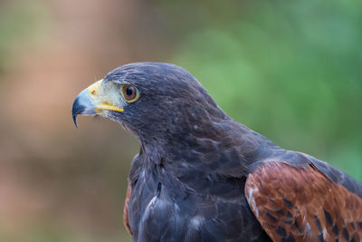 Close-up of a bird