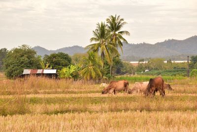 Horses grazing in a field
