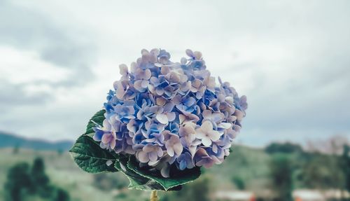 Close-up of purple hydrangea flowers against sky