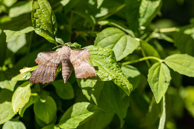 leaf