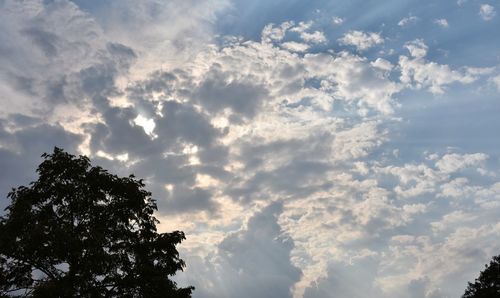 Low angle view of tree against sky