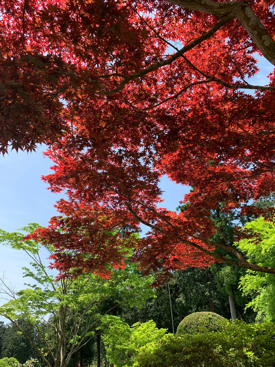 plant, tree, growth, beauty in nature, nature, autumn, change, no people, low angle view, day, sky, tranquility, red, outdoors, branch, scenics - nature, tranquil scene, green color, orange color, flower, tree canopy