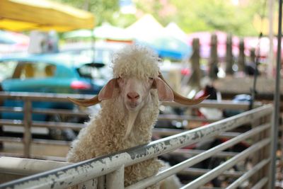 View of sheep in pen