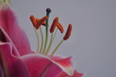 Close-up of red lily flowers