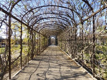 Walkway amidst trees