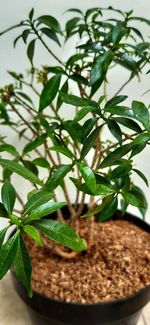 High angle view of potted plant