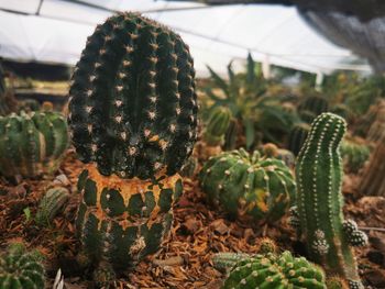 Close-up of cactus plant growing in greenhouse