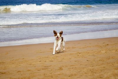 Dog running on beach