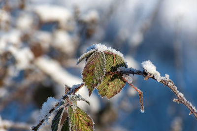 Close-up of frozen plant