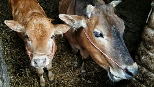 High angle view of cows standing in pen