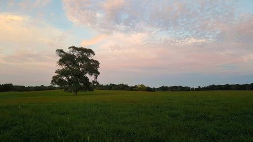 Scenic view of field against sky during sunset