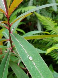 Close-up of water drops on plant