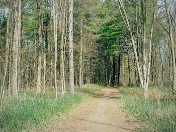 Scenic view of trees in forest