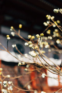 Close-up of cherry blossoms in spring