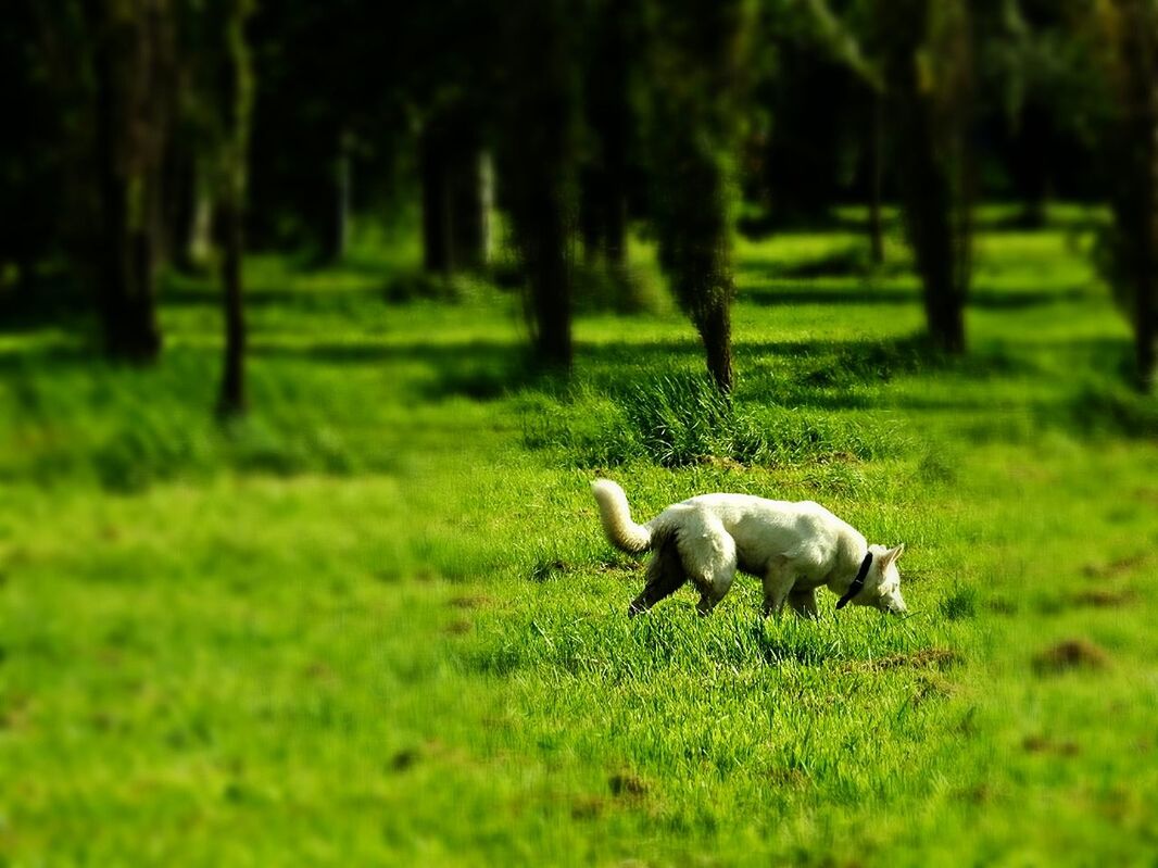 HORSE ON GRASSY FIELD