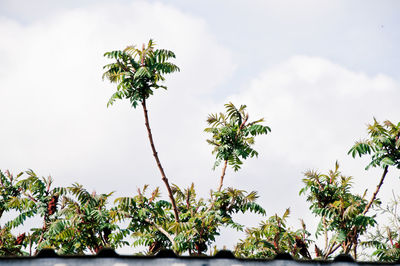 Low angle view of palm tree against sky