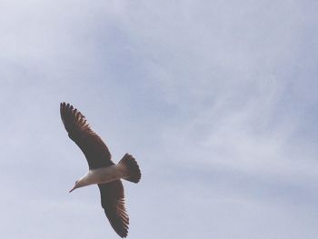 Low angle view of birds flying in sky