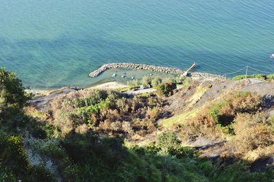 High angle view of animal on beach