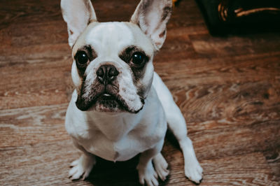 Close-up portrait of dog on floor