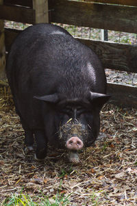 View of a horse in the field