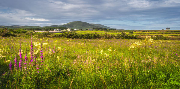 Meadow with wildflowers and small village near ardcost cross, ireland