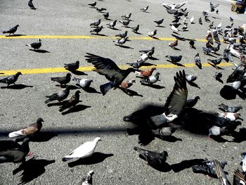 Flock of birds on wall