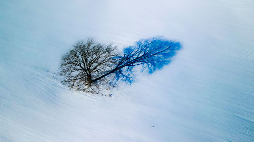 Winter background with blur to focus on tree and shadow. 