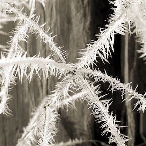 Close-up of spiked plant