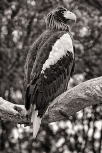 Low angle view of eagle perching on branch