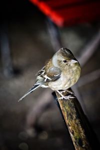 Close-up of bird perching outdoors