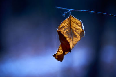 Close-up of dried autumn leaf