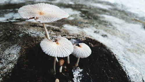 Close-up of mushroom growing on field