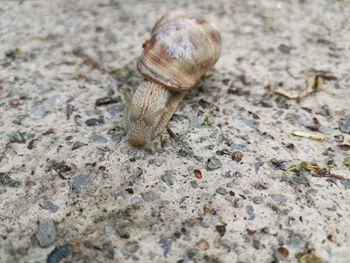 Close-up of snail on rock