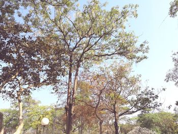 Low angle view of trees against sky