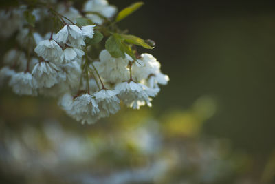 Close-up of white flowering plant