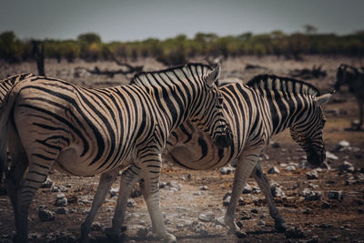 Zebra standing on field